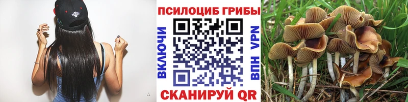 Купить где  Кизилюрт  Псилоцибиновые грибы MAGIC MUSHROOMS 